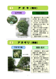 樹種の説明（1～16ページ）[PDF/3.7MB]
