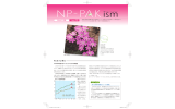 NP-PAK ism Vol.12 ダウンロード（PDF：1.1MB）
