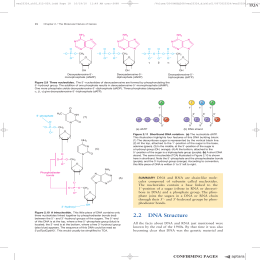 5 22 DNA Structure