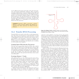 60 162 Transfer RNA Processing