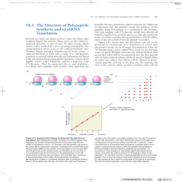 71 181 The Direction of Polypeptide Synthesis and of mRNA Translation