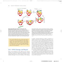 80 203 DNA Damage and Repair