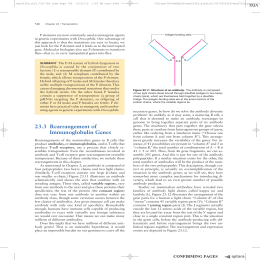 90 233 Rearrangement of Immunoglobulin Genes