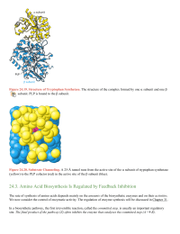 Amino Acid Biosynthesis Is Regulated by Feedback Inhibition