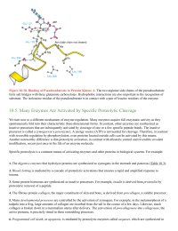 Many Enzymes Are Activated by Specific Proteolytic Cleavage