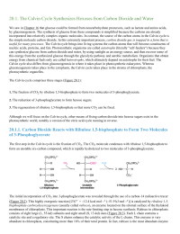 The Calvin Cycle Synthesizes Hexoses from Carbon Dioxide and Water