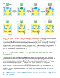 Two Photosystems Generate a Proton Gradient and NADPH in Oxygenic Photosynthesis