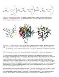 Restriction Enzymes Performing Highly Specific DNACleavage Reactions