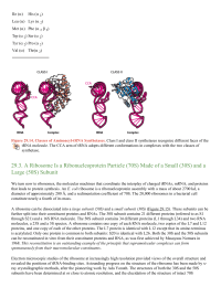 A Ribosome Is a Ribonucleoprotein Particle 70S Made of a Small 30S and a Large 50S Subunit