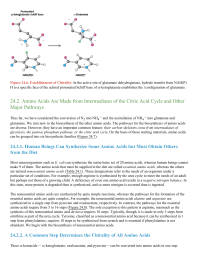 Amino Acids Are Made from Intermediates of the Citric Acid Cycle and Other Major Pathways