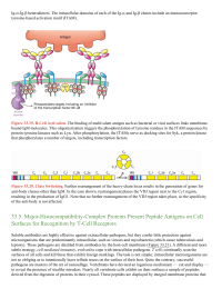 MajorHistocompatibilityComplex Proteins Present Peptide Antigens on Cell Surfaces for Recognition by TCell Receptors