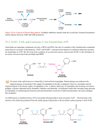 NAD FAD and Coenzyme A Are Formed from ATP