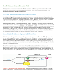 Proteins Are Degraded to Amino Acids