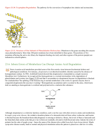 Inborn Errors of Metabolism Can Disrupt Amino Acid Degradation