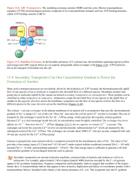 Secondary Transporters Use One Concentration Gradient to Power the Formation of Another