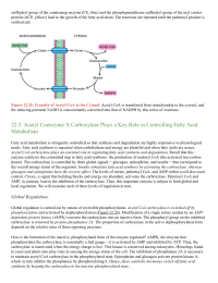 Acetyl Coenzyme A Carboxylase Plays a Key Role in Controlling Fatty Acid Metabolism