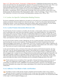 Lectins Are Specific CarbohydrateBinding Proteins