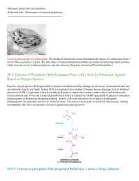 Glucose 6Phosphate Dehydrogenase Plays a Key Role in Protection Against Reactive Oxygen Species