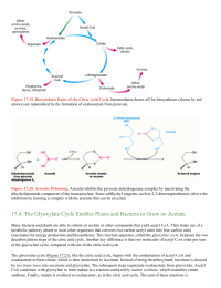 The Glyoxylate Cycle Enables Plants and Bacteria to Grow on Acetate