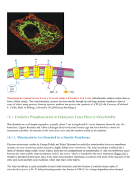 Oxidative Phosphorylation in Eukaryotes Takes Place in Mitochondria