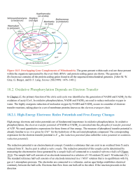 Oxidative Phosphorylation Depends on Electron Transfer