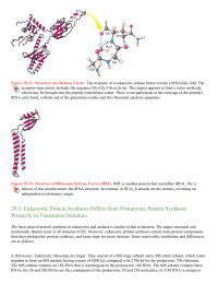 Eukaryotic Protein Synthesis Differs from Prokaryotic Protein Synthesis Primarily in Translation Initiation