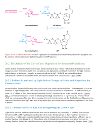 The Activity of the Calvin Cycle Depends on Environmental Conditions