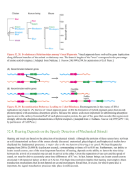 Hearing Depends on the Speedy Detection of Mechanical Stimuli