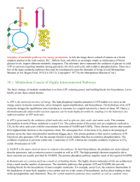 Metabolism Consist of Highly Interconnected Pathways