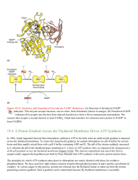 A Proton Gradient Across the Thylakoid Membrane Drives ATP Synthesis