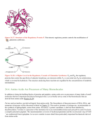 Amino Acids Are Precursors of Many Biomolecules