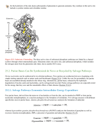 Purine Bases Can Be Synthesized de Novo or Recycled by Salvage Pathways