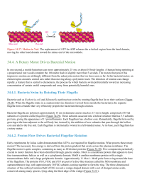 A Rotary Motor Drives Bacterial Motion