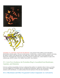 In de Novo Synthesis the Pyrimidine Ring Is Assembled from Bicarbonate Aspartate and Glutamine