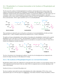 Phosphatidate Is a Common Intermediate in the Synthesis of Phospholipids and Triacylglycerols