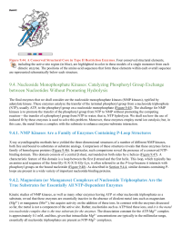 Nucleoside Monophosphate Kinases Catalyzing Phosphoryl Group Exchange between Nucleotides Without Promoting Hydrolysis