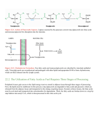 The Utilization of Fatty Acids as Fuel Requires Three Stages of Processing