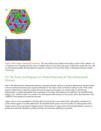 The Amino Acid Sequence of a Protein Determines Its ThreeDimensional Structure