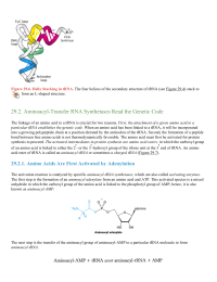 AminoacylTransfer RNA Synthetases Read the Genetic Code