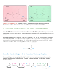 Ammonium Ion Is Converted Into Urea in Most Terrestrial Vertebrates