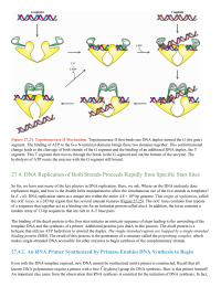 DNA Replication of Both Strands Proceeds Rapidly from Specific Start Sites