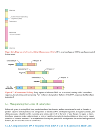 Manipulating the Genes of Eukaryotes