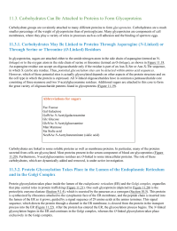 Carbohydrates Can Be Attached to Proteins to Form Glycoproteins