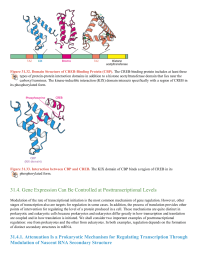 Gene Expression Can Be Controlled at Posttranscriptional Levels