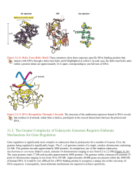 The Greater Complexity of Eukaryotic Genomes Requires Elaborate Mechanisms for Gene Regulation