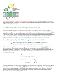 Photoreceptor Molecules in the Eye Detect Visible Light