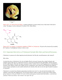 Important Derivatives of Cholesterol Include Bile Salts and Steroid Hormones