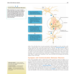 Synapses and Communication Between Neurons