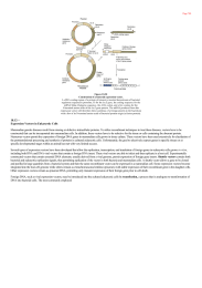 Expression Vectors in Eukaryotic Cells