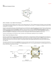 Digestion and Absorption of Proteins